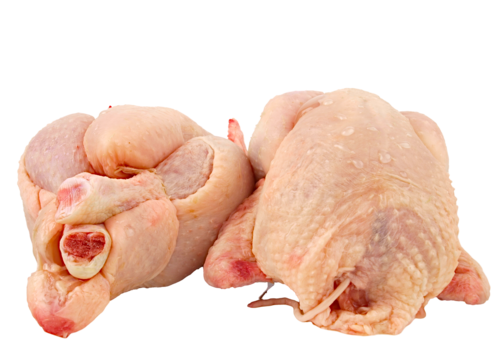 Pondeuse fraîche