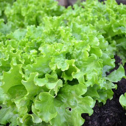 Laitue - Salade Fraîche - Vendue en paire de 225 FCFA