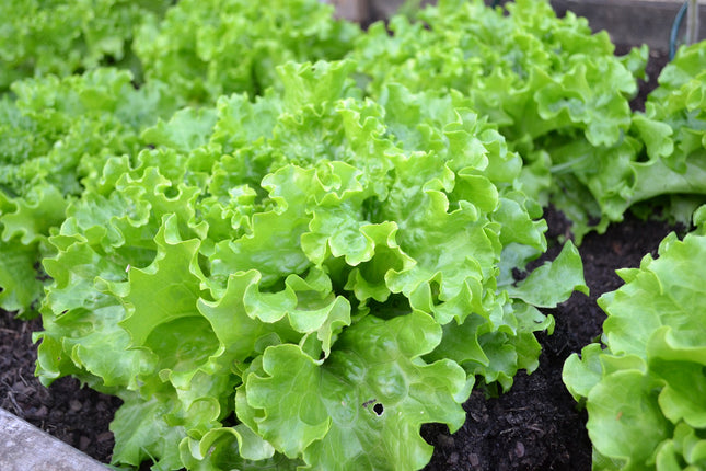 Laitue - Salade Fraîche - Vendue en paire de 225 FCFA