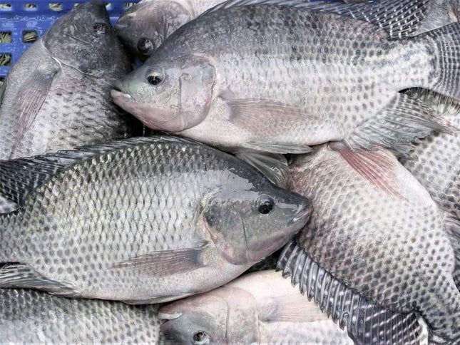 Poisson d'eau douce - Tilapia - vendu au kilo