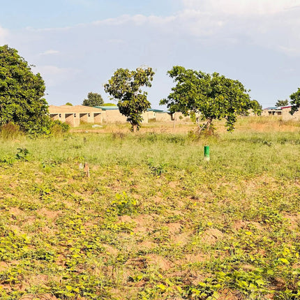 Terrain en vente - Korhogo, Foro - Shop Shap Service - Terrain en vente - Korhogo, Foro - Terrain - Shop Shap Service - 